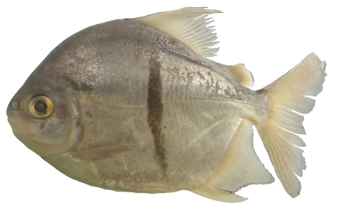 Для крихітної рибки Амазонки Око Саурона насправді є хорошим знаком того, що вони зіткнулися з вегетаріанською версією піраній Для крихітної рибки Амазонки Око Саурона насправді є хорошим знаком того, що вони зіткнулися з вегетаріанською версією піраній