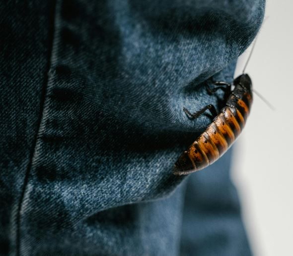 Тарганы - одни одними из самых сложных существ на Земле, от которых трудно избавиться.