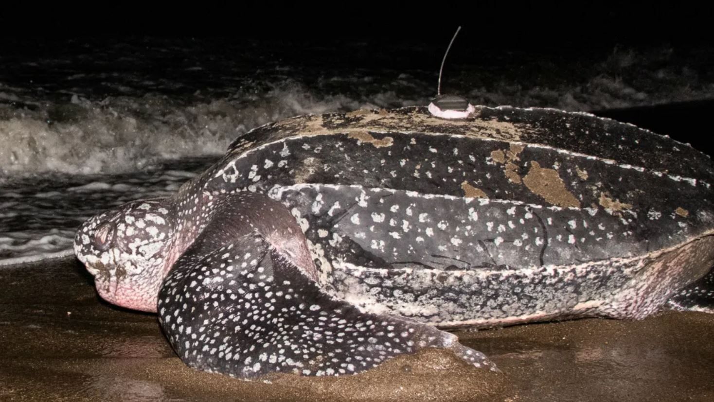 Черепаха кожанка на мокром песке идет к морю.