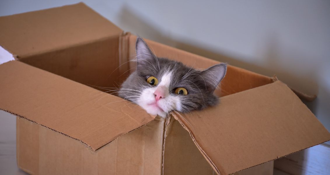 Сделайте котикам приятное – не выбрасывайте коробку, дайте котику