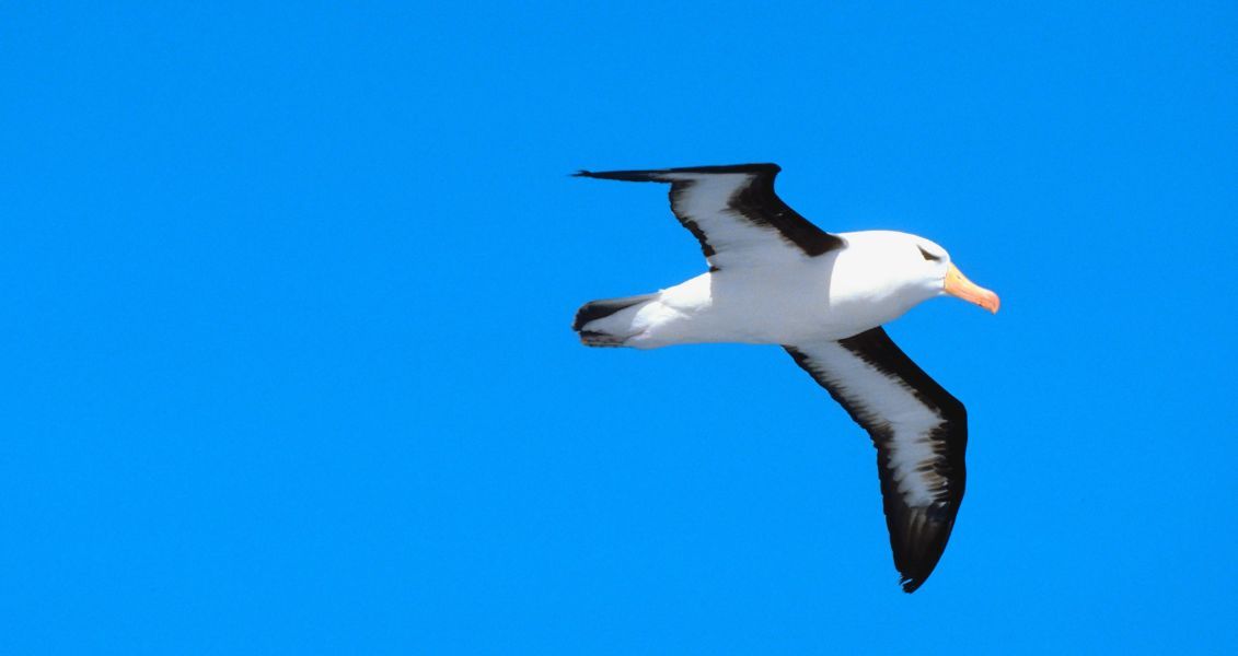 К сожалению, многим видам альбатросов грозит деятельность человека, например чрезмерный лов рыбы и загрязнение окружающей среды