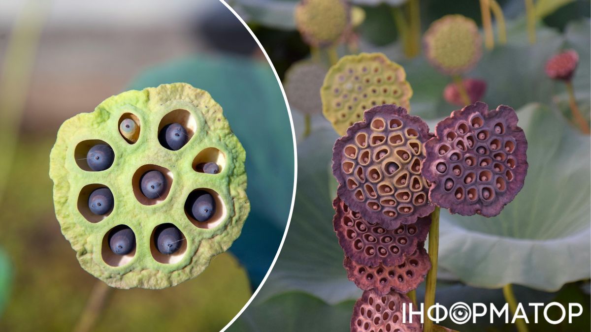 Це зображеня і є простим тестом на трипофобію - якщо вам неприємно на нього дивитись, з вами, як то кажуть, все ясно. Це зображеня і є простим тестом на трипофобію - якщо вам неприємно на нього дивитись, з вами, як то кажуть, все ясно.