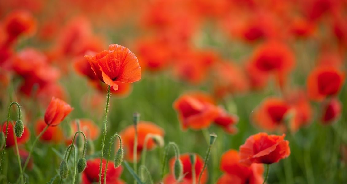 В местных общинах осуществляется подъем цветов и венков к местам захоронения героев войны, неизвестных солдат и других погибших