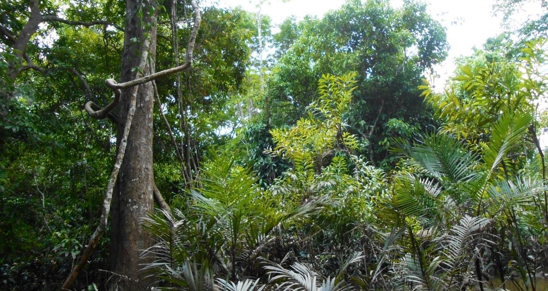 За последние 40 лет планета потеряла около миллиарда гектаров тропического леса