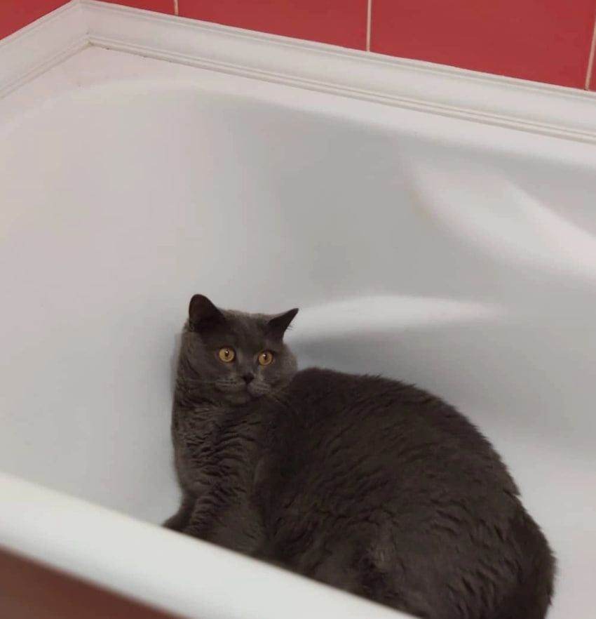 Котики найкраще на світі знаю, як підвищити комфортність життя. Котики найкраще на світі знаю, як підвищити комфортність життя.