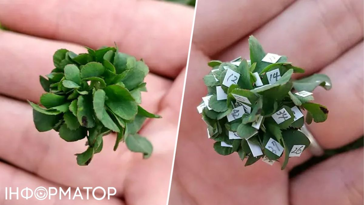 На каждый из 63 листков наклеена наклейка, чтобы ни один из них не был засчитан дважды. На каждый из 63 листков наклеена наклейка, чтобы ни один из них не был засчитан дважды.