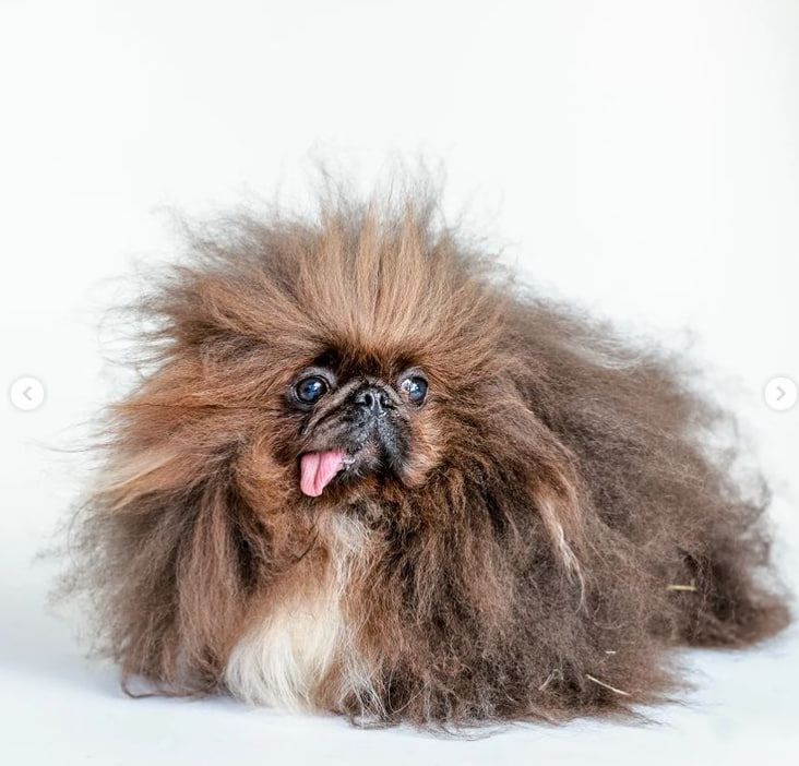 Кроме того, болезнь сказалась на работе мышц - отсюда немного странная походка пса Кроме того, болезнь сказалась на работе мышц - отсюда немного странная походка пса