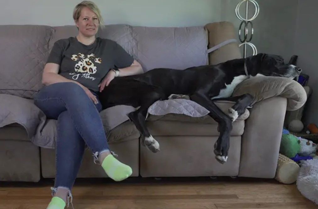 Женщина и ее семья привезли Кевина домой после того, как они потеряли своего любимого немецкого дога Кору Женщина и ее семья привезли Кевина домой после того, как они потеряли своего любимого немецкого дога Кору