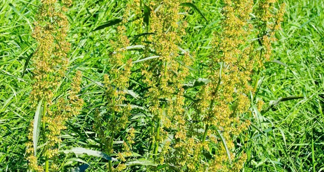 Вчені стверджують, що проблеми зі здоров’ям через амброзію недооцінюються та довели, що швидке розповсюдження рослини може призвести до збільшення кількості людей, схильних до алергії. У Європі налічується 20% хворих цією хронічною недугою Вчені стверджують, що проблеми зі здоров’ям через амброзію недооцінюються та довели, що швидке розповсюдження рослини може призвести до збільшення кількості людей, схильних до алергії. У Європі налічується 20% хворих цією хронічною недугою