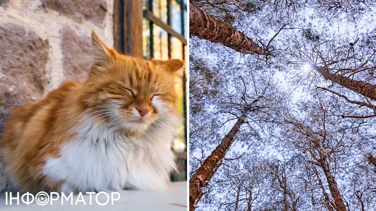 Кіт та сонце