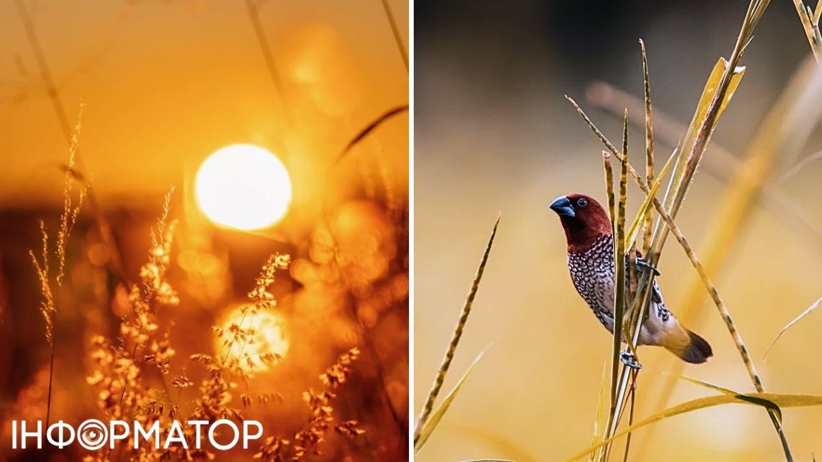Солнце и птичка