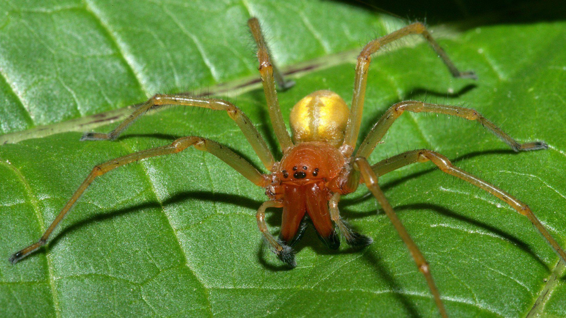 Жовтий павук воліє пересуватися автотранспортом. Жовтий павук вважає за краще пересуватися автотранспортом.
