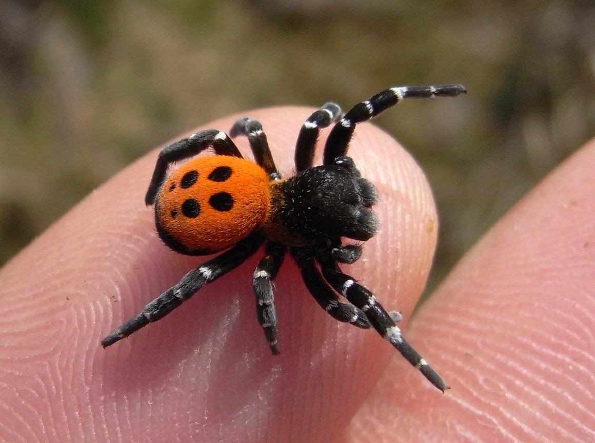 З'явившись вперше на півдні України, пук-боже корівка дістався вже до Київської області. З'явившись вперше на півдні України, пук-боже корівка дістався вже до Київської області.