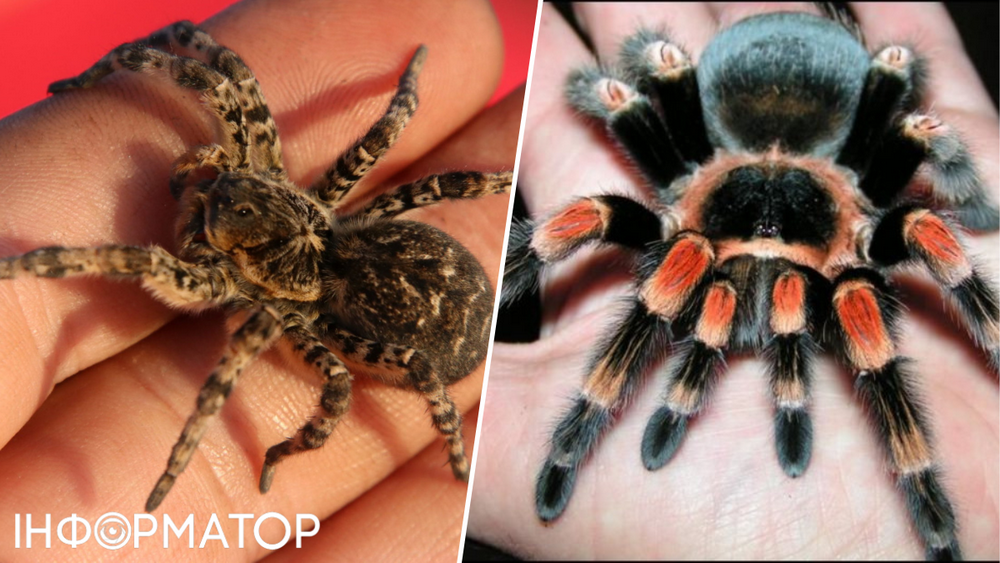 Наші тарантули не такі яскраві, як африканські родичі, але теж ефектні. Наші тарантули не такі яскраві, як африканські родичі, але теж ефектні.