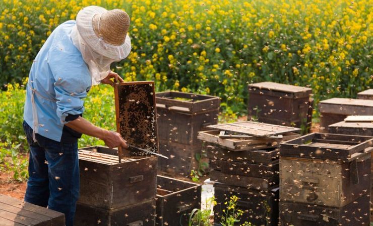 Несмотря на войну Украина остается в лидерах по производству и экспорту меда. Несмотря на войну Украина остается в лидерах по производству и экспорту меда.