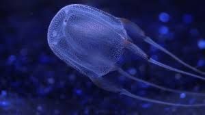 Австралійська кубомедуза - одна з найотруйніших морських тварин у світі, що мешкає в прибережних водах північної Австралії та Індо-Тихоокеанського регіону
