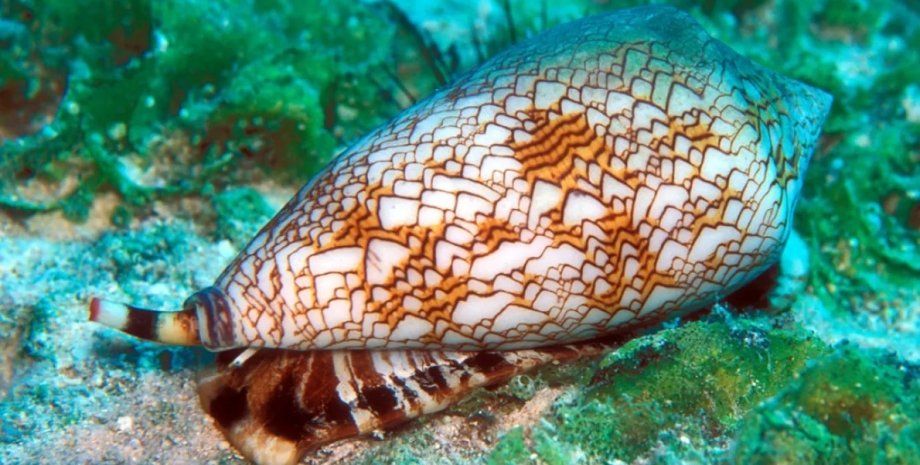 Існує близько 700 видів конусних равликів, і лише невелика кількість із них досить отруйна, щоб убити людину