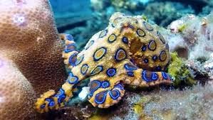 Найбільша токсичність зафіксована в слинних залозах