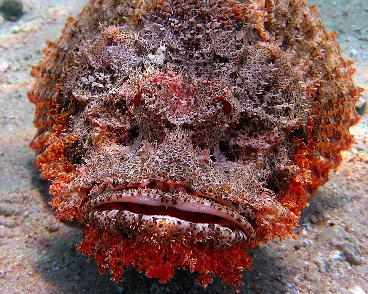 Найсмертоносніша риба у світі - кам'яна риба - отруйна риба, в якій міститься достатня кількість токсинів