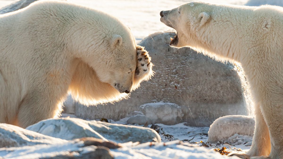 Два белых медведя (Ursus maritimus) весело разговаривают. Wendy-Kaveney Два белых медведя (Ursus maritimus) весело разговаривают. Wendy-Kaveney