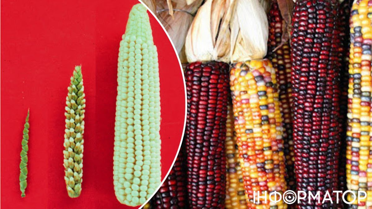 Шлях окультурювання кукурудзи був напрочуд довгим. 