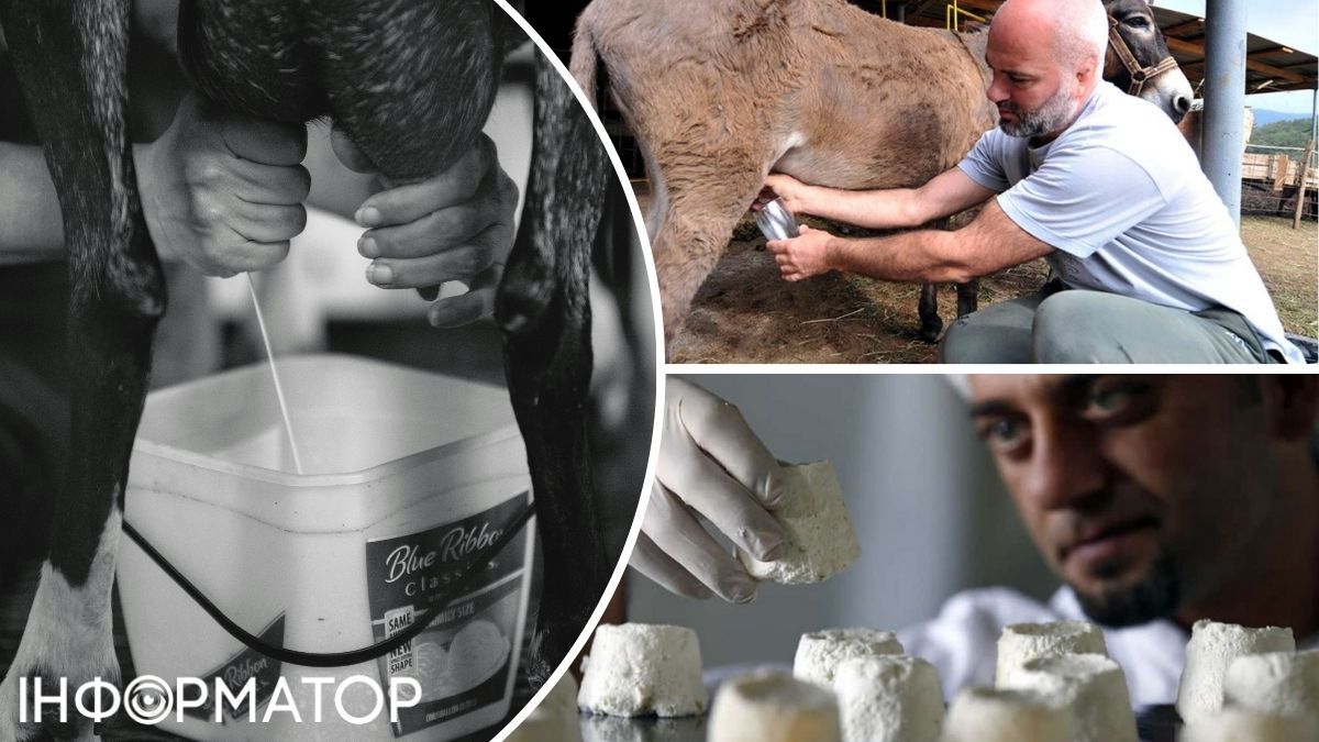 Самый дорогой сыр в мире - Пуле - изготавливают из козьего и одновременно ослиного молока. Самый дорогой сыр в мире - Пуле - изготавливают из козьего и одновременно ослиного молока.