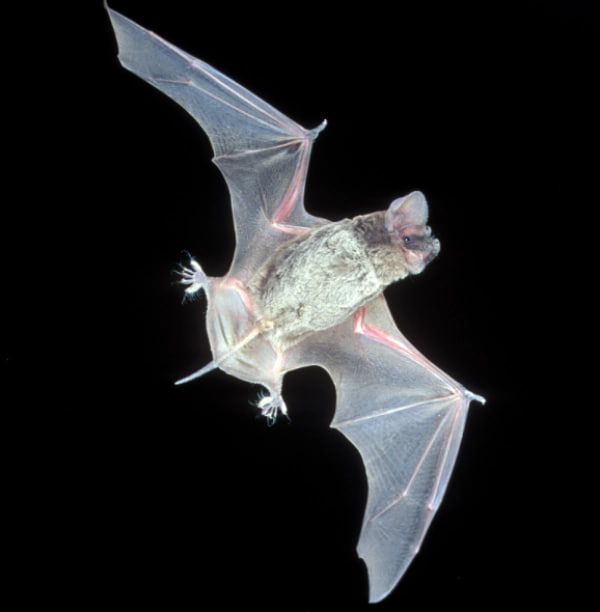 Самым быстрым существом, которое перемещается воздухом все же есть вид летучих мышей под названием Бразильский складчастогуб Самым быстрым существом, которое перемещается воздухом, все же является вид летучих мышей под названием Бразильский складчастогуб