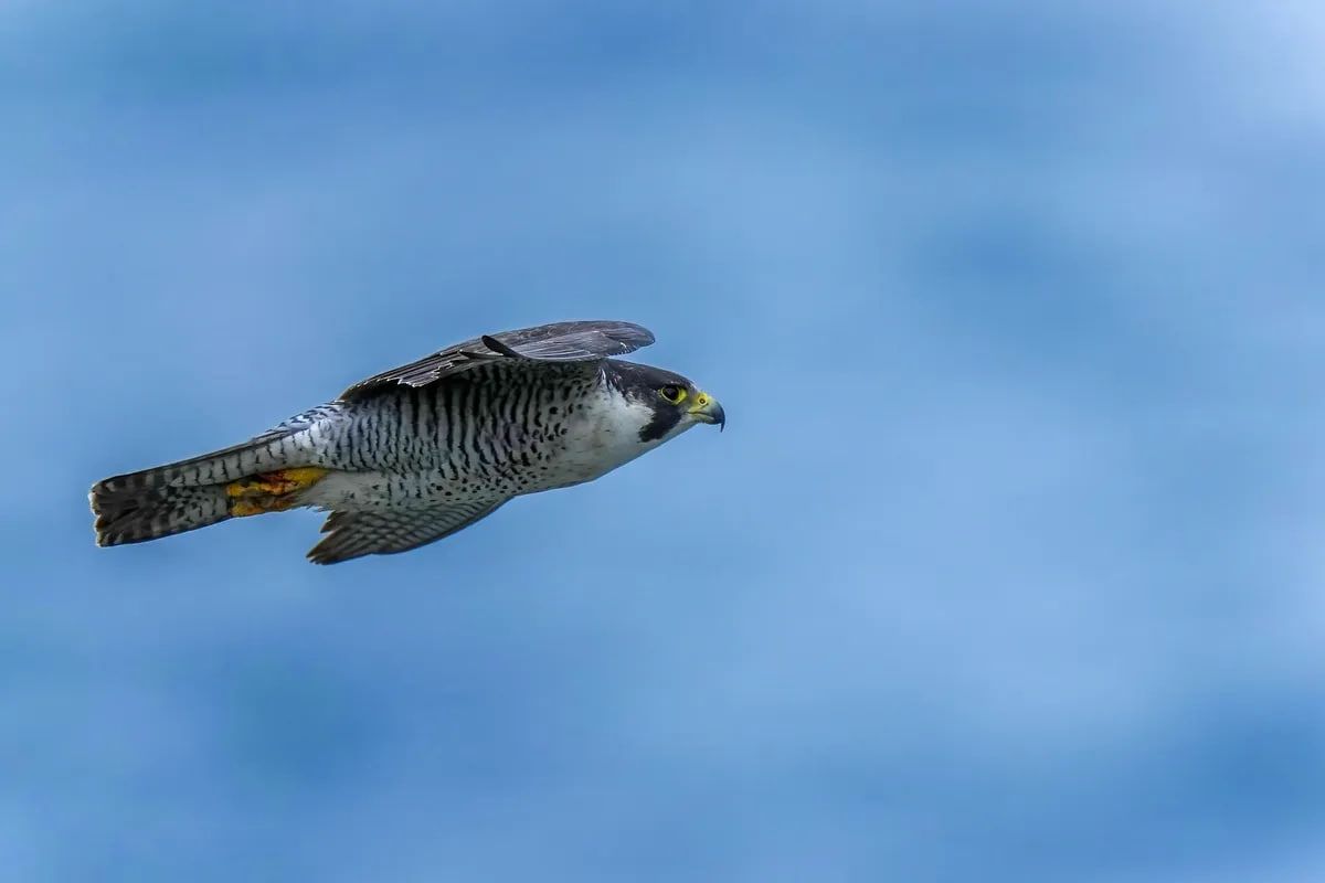 Достигать столь огромной скорости в полете сапсанам помогают их анатомические особенности Достигать столь огромной скорости в полете сапсанам помогают их анатомические особенности