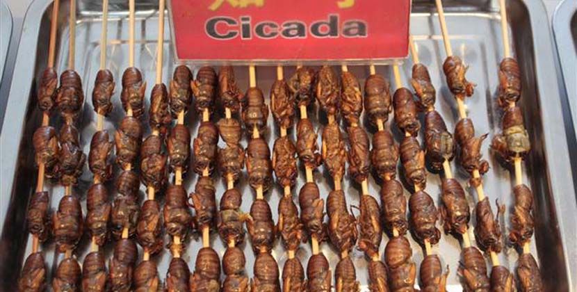 Шашлик із цикад - популярна китайська вулична їжа. Шашлик із цикад - популярна китайська вулична їжа.