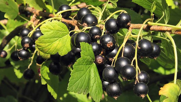 Слово "смородить" означало выделять запах, подтверждающий приятный аромат, исходящий от листьев растения