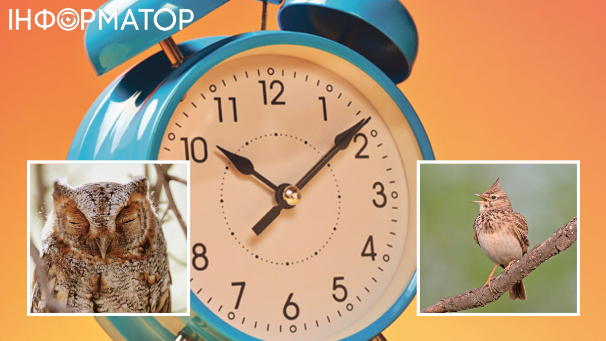 Возможно, все наоборот: жаворонками становятся из-аза ухудшения когнитивных функций. Возможно, все наоборот: жаворонками становятся из-аза ухудшения когнитивных функций.