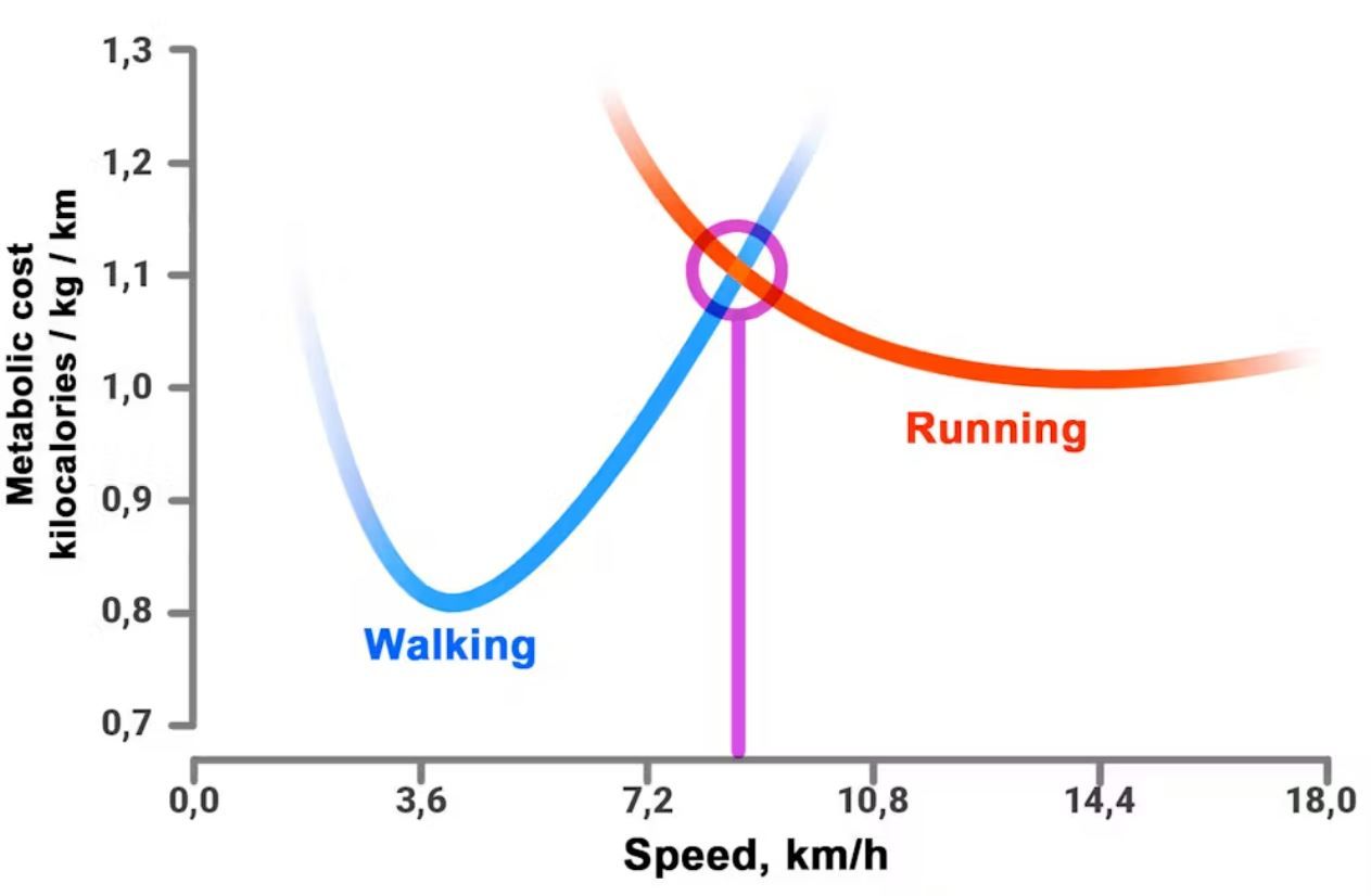Моделирование метаболических затрат (килокалорий, израсходованных на килограмм веса на километр пройденного пути) в зависимости от скорости (километров в час) для ходьбы и бега. Кривые пересекаются при определенной скорости (фиолетовая линия; около 8 км/ч): это означает, что выше этой скорости ходьба становится более энергоемкой, чем бег.