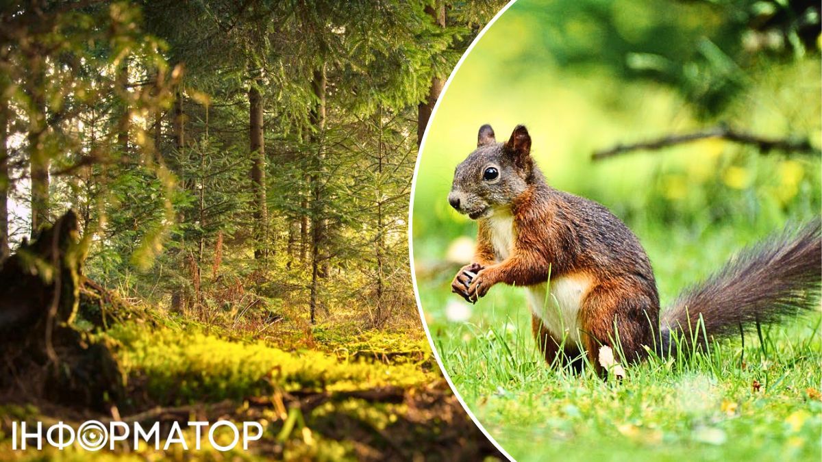 Білка і ліс