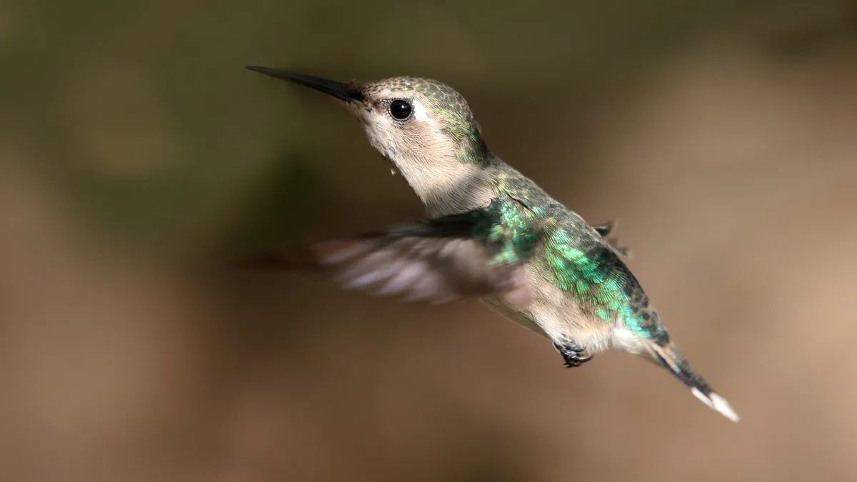 Самка колібрі-бджілки в польоті