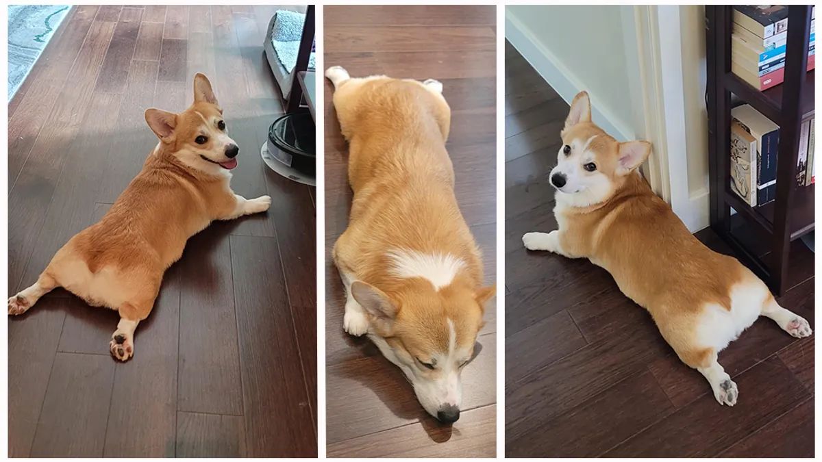 Схоже, так тварини втрачають зайве тепло.  Ось що об'єднує котів, білок і собак: сплутування - це дуже мило, і ви точно його бачили 1