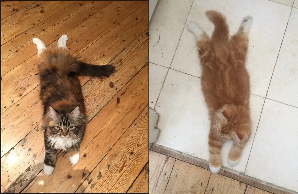 Котики теж так вміють. Котики теж так вміють.