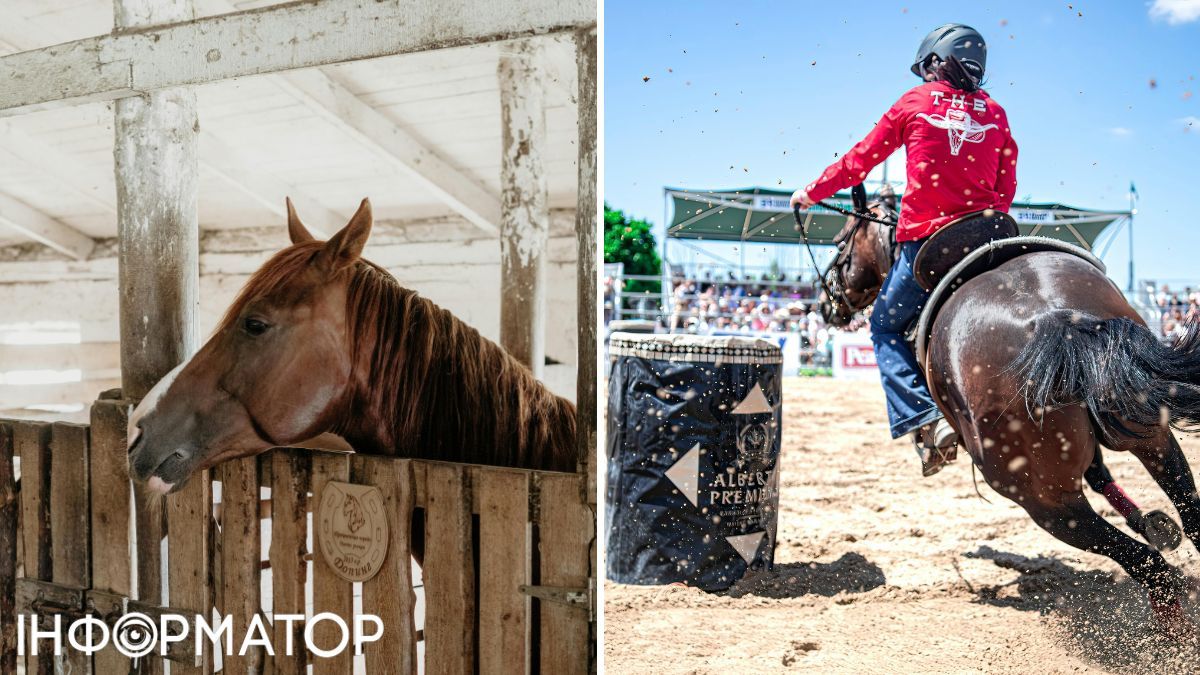 На скачках травмируются и кони тоже! На скачках травмируются и кони тоже!