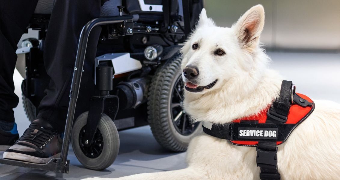 День собаки-помічника День собаки-помічника