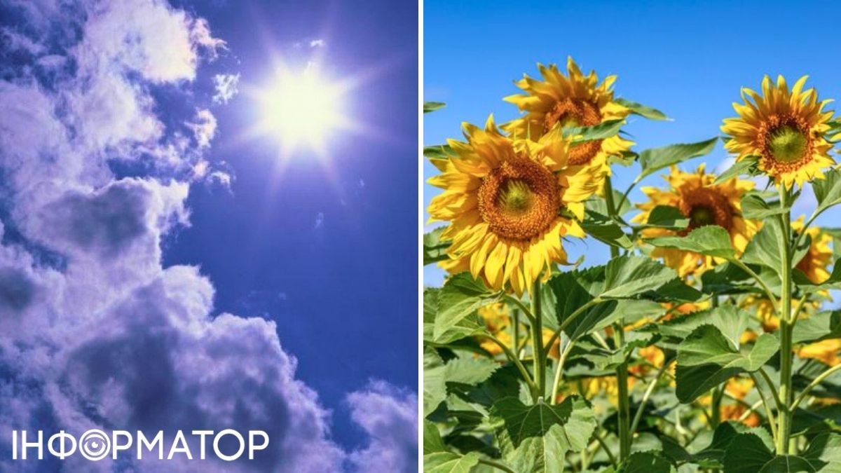 Подсолнечник и облака