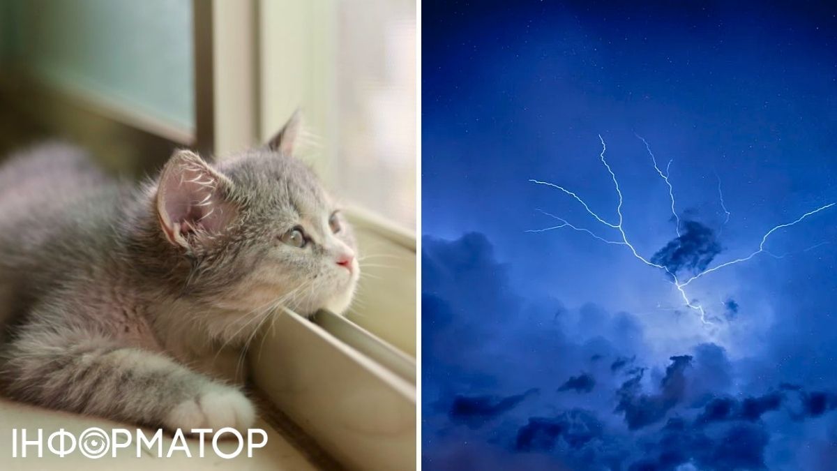 Кот и гроза