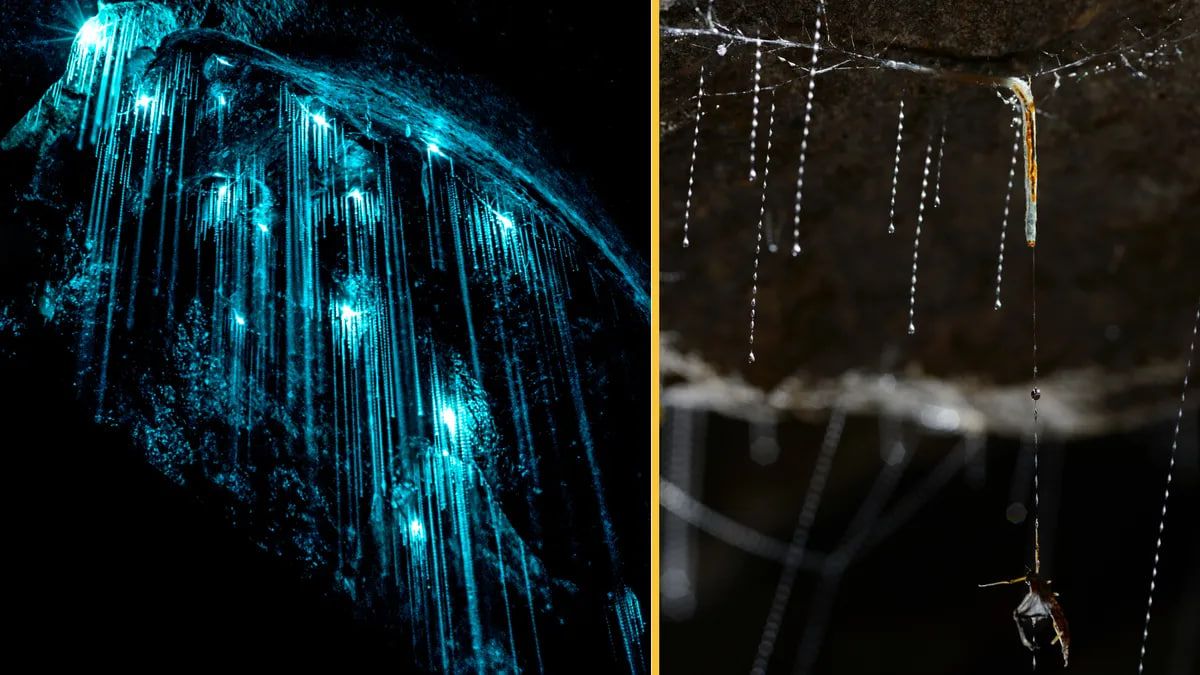 Светлячки - это совсем не черви, а личинная стадия насекомого Arachnocampa luminosa, летающая, представляет собой разновидность грибных комариков