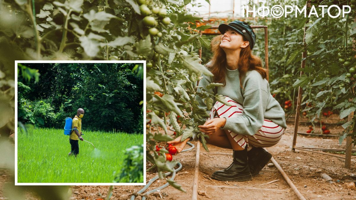 щороку кожна десята людина захворює, вживаючи небезпечну їжу, щороку кожна десята людина захворює, вживаючи небезпечну їжу,