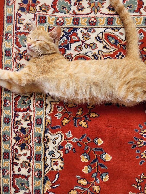 Лінощі – стан, з яким час від часу стикається кожна людина незалежно від її віку, статі, а також економічного стану