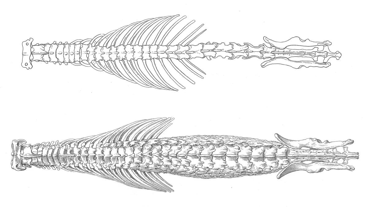 Хребет білозубої землерийки (вгорі) проти унікальності хребта героя-землерийки Хребет білозубої землерийки (вгорі) проти унікальності хребта героя-землерийки