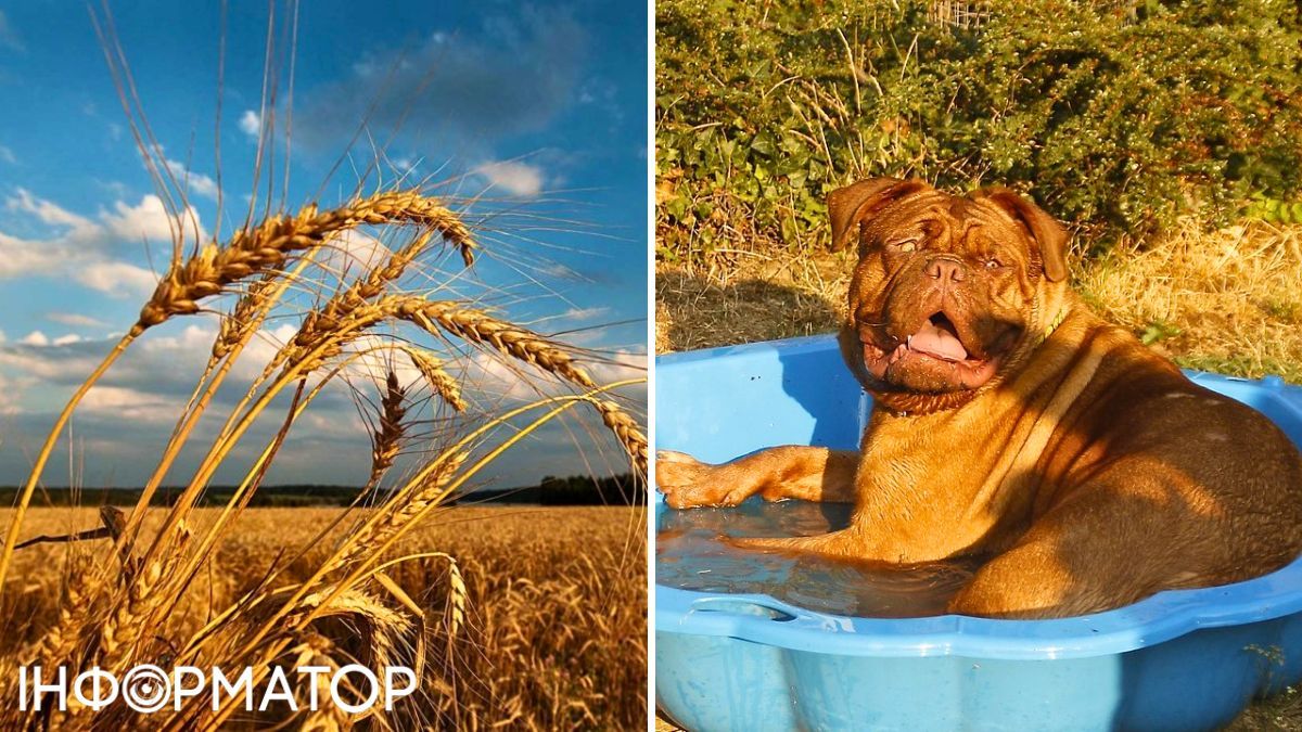 Пшеница и собака