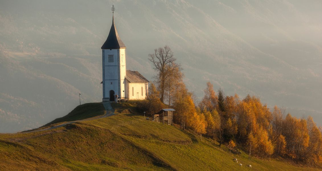 Яке сьогодні, 26 серпня, свято: День туалетного паперу та Міжнародний день собак 1