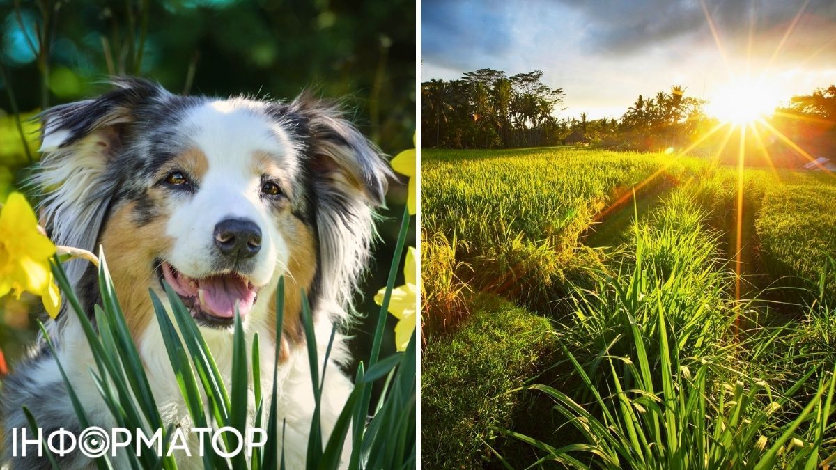 Собака та сонце