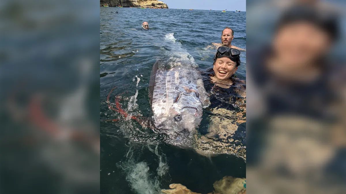 Цього разу чотирьохметрову рибу-весло, яка плавала в бухті, виявили байдарники та любителі підводного плавання. 