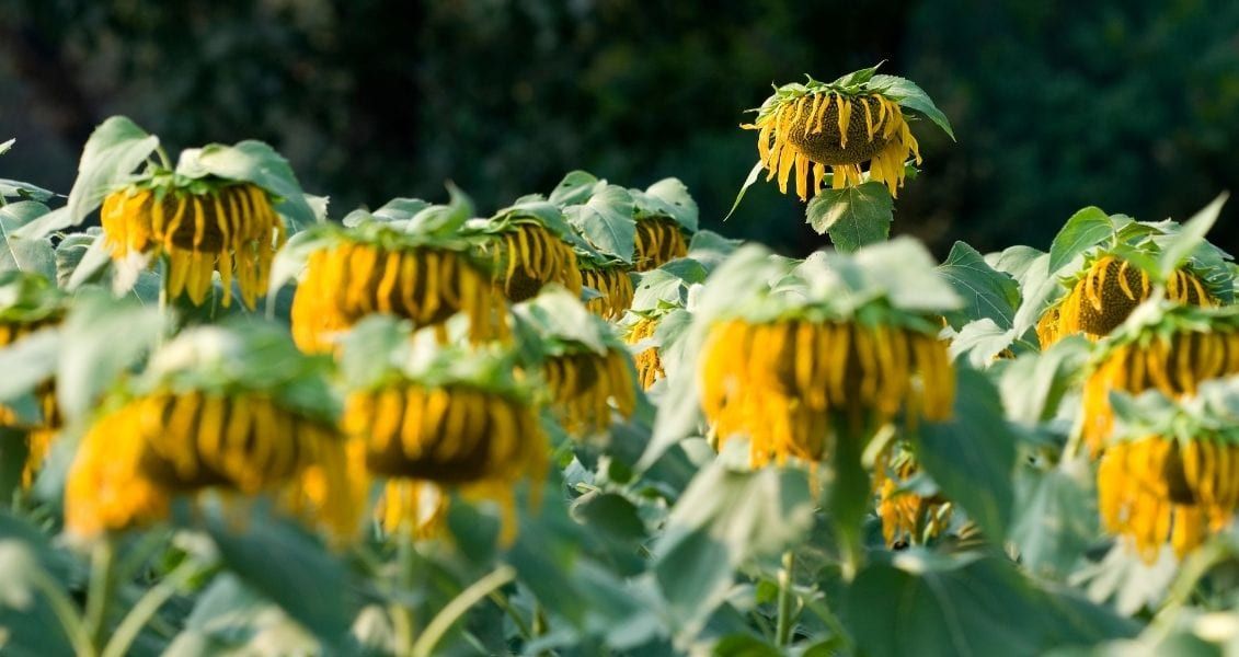 Сьогодні в цей день ми вшановуємо пам’ять усіх захисників, що загинули у війні з Росією