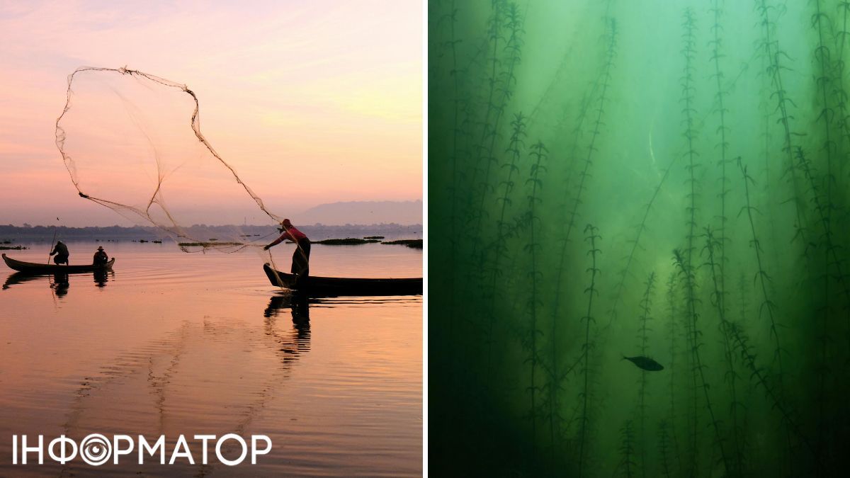 До риби струм не дістає, він шириться поверхнею води. До риби струм не дістає, він шириться поверхнею води.